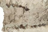 Unprepared Oreodont (Merycoidodon) Skull - South Dakota #192509-5